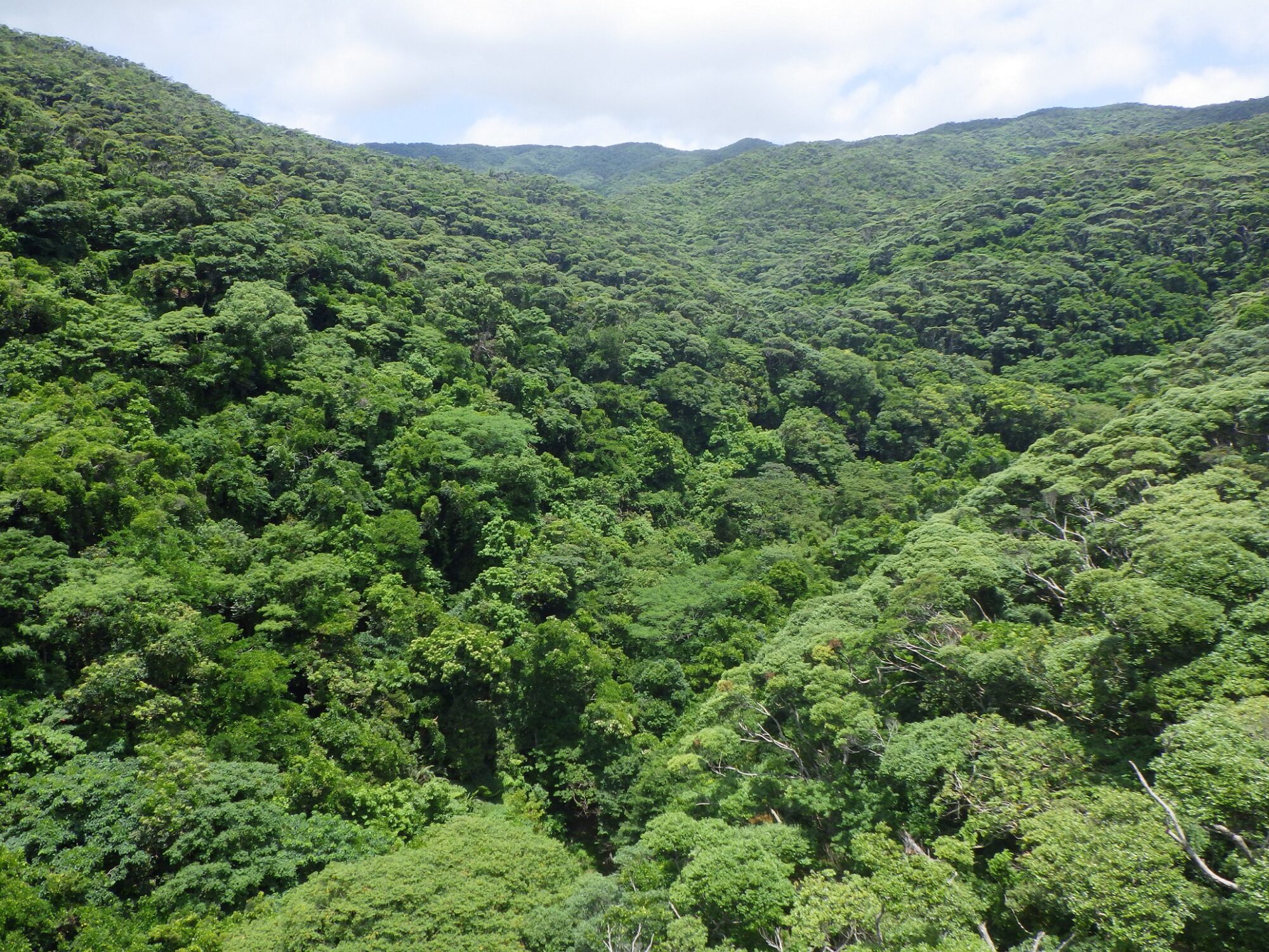 yanbaru forest